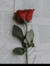 ur_bxtc...