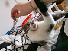 Eloddye
