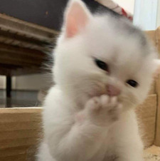 N M