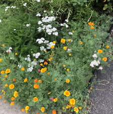 Nicole (the library of n)