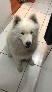 Luis Zapata Bobadilla