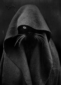 Katnip