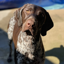 Sandi