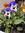 Shabana | 2 comments