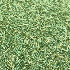 Amelia  Silverthorne