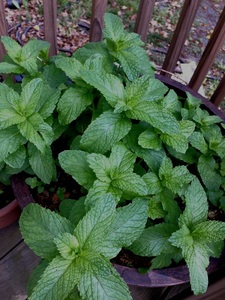 Peppermint