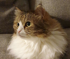 خَوْلَة العَمودي