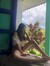 Isabell...