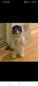 cq