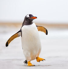 Penguin