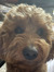 Addie