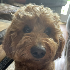 Addie