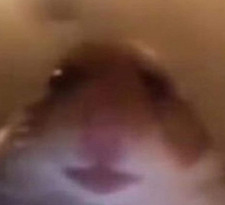 Luca
