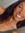 Brittni