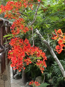 B. Bina