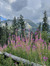 bumdum