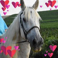 Adele Attree Schaper