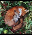 Foxxi