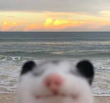 °•° sara •°•°•°