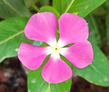 حمزة ثائر الهاشمي