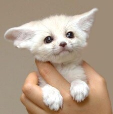Fennec