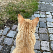Linnea