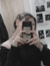 Ioannis