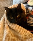 Ari