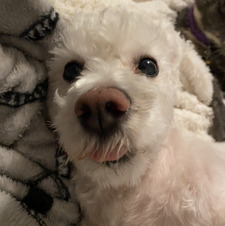 morgan