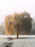 willow