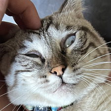 Μαριλίνα Γιαννή