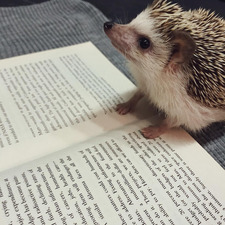 Lilly Knill-MacArthur