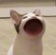 Queku