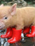 Gumboots