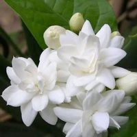 আব্দুল মাজীদ