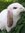 kilpp