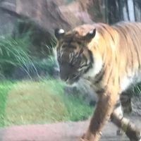 Adele Briggs Wabersinke