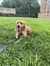Holly