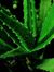 Aloe Ba...
