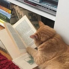 Amore ࣪ ִֶָ☾.