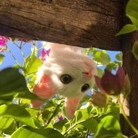 آلاء اسماعيل