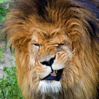 Σωτήριος Κωτζεγιαννίδης