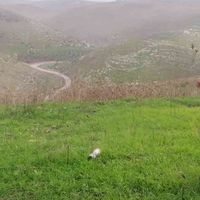 Mohammed Shyyab
