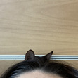 Caro