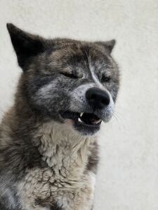Hugo