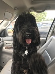 Isabel