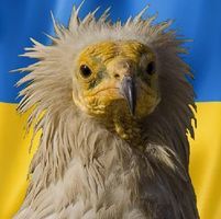 Лешояд Тодоров