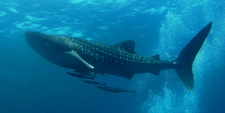 Rhincodon