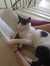 Jimena