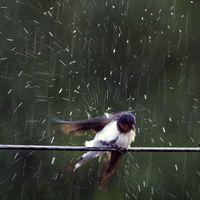 ಸ್ವಾಭಿಮಾನಿ ಕನ್ನಡಿಗ